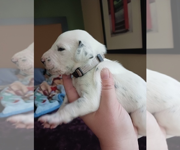 Medium Photo #5 Dalmatian Puppy For Sale in ROMEOVILLE, IL, USA