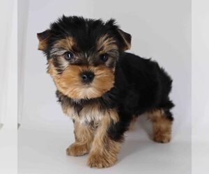 Yorkshire Terrier Puppy for sale in LOS ANGELES, CA, USA