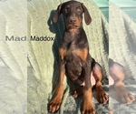 Small #3 Doberman Pinscher