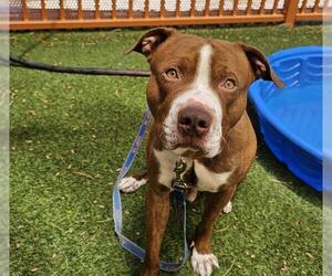 American Pit Bull Terrier-Unknown Mix Dogs for adoption in Las Vegas, NV, USA