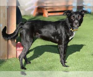 Labrador Retriever-Unknown Mix Dogs for adoption in West Valley, UT, USA