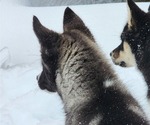 Small Photo #10 Siberian Husky Puppy For Sale in FORT PLAIN, NY, USA