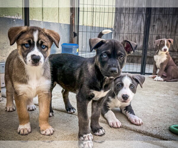 Medium Photo #2 Labrador Retriever-Unknown Mix Puppy For Sale in San Diego, CA, USA
