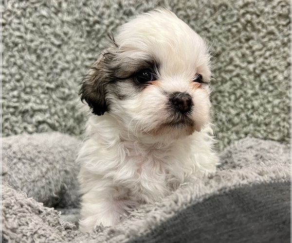 Medium Photo #2 Zuchon Puppy For Sale in RENO, NV, USA