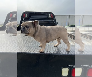 French Bulldog Puppy for Sale in DENTON, Texas USA