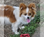 Image preview for Ad Listing. Nickname: Bailey