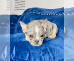 Small Photo #6 French Bulldog Puppy For Sale in MEMPHIS, TN, USA