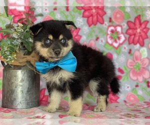 Pomsky Puppy for sale in LANCASTER, PA, USA