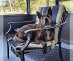 Small #5 Dutch Shepherd  Mix