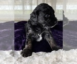 Small Photo #6 Miniature Australian Shepherd-Miniature Bernedoodle Mix Puppy For Sale in BLUE SPRINGS, MO, USA