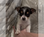Small #1 Jack Russell Terrier