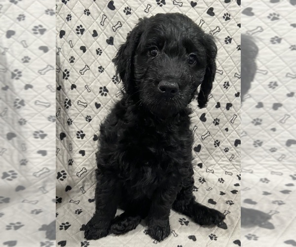 Medium Photo #10 Goldendoodle Puppy For Sale in CENTURIA, WI, USA