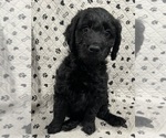 Puppy Stormfly Goldendoodle