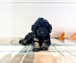 Small #1 Bernedoodle (Miniature)