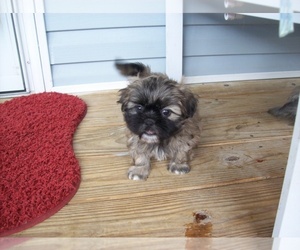 Shih Tzu Puppy for sale in S ZANESVILLE, OH, USA