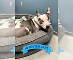 Small #7 American Staffordshire Terrier Mix