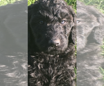 Small Photo #6 Labloodhound-Labradoodle Mix Puppy For Sale in MEINERS OAKS, CA, USA