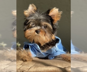 Yorkshire Terrier Puppy for sale in CORAL SPRINGS, FL, USA