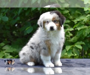 Australian Shepherd Puppy for sale in EASTON, MO, USA