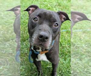 Vicky - Female Mutt Dog for Adoption - Photo #8