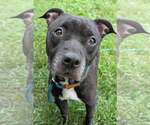 Small Photo #8 Mutt Puppy For Sale in Crete, IL, USA
