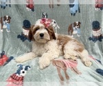 Small #9 Cavapoo (Miniature)