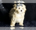 Small #2 Maltipoo (Miniature)