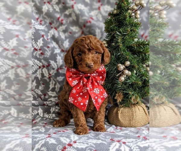 Medium Photo #2 Goldendoodle (Miniature) Puppy For Sale in NOTTINGHAM, PA, USA