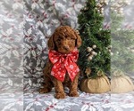 Small Photo #2 Goldendoodle (Miniature) Puppy For Sale in NOTTINGHAM, PA, USA