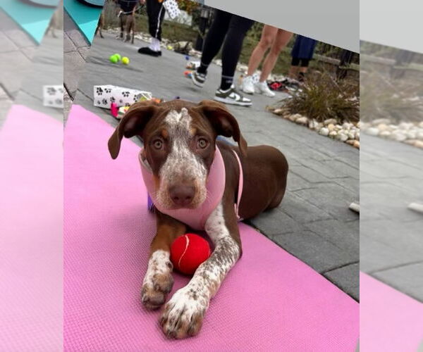 Medium Photo #5 Pointer-Unknown Mix Puppy For Sale in Tarrytown, GA, USA