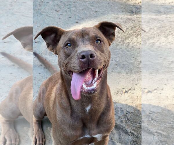 Medium Photo #3 Labrador Retriever-Unknown Mix Puppy For Sale in Orangeburg, SC, USA