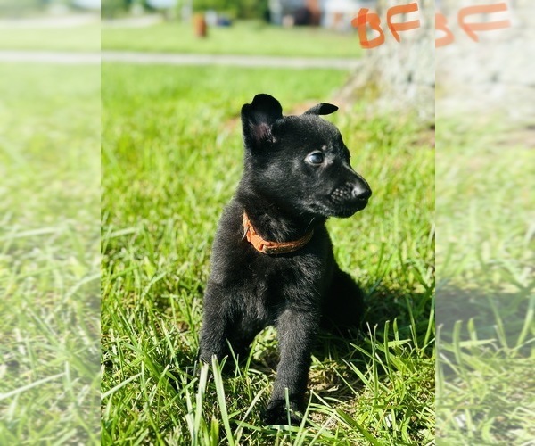 Medium Photo #4 German Shepherd Dog Puppy For Sale in ROCKFIELD, KY, USA
