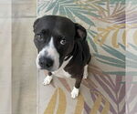 Small #2 American Pit Bull Terrier-American Staffordshire Terrier Mix