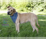 Small #5 Labrador Retriever Mix