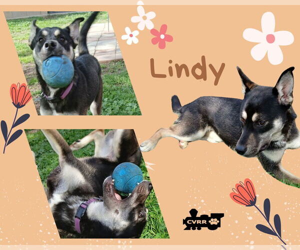 Medium Photo #2 Mutt Puppy For Sale in Lindsay, CA, USA