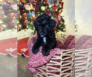 Miniature Bernedoodle Puppy for sale in AUBURN, AL, USA