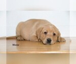 Puppy 3 Labrador Retriever