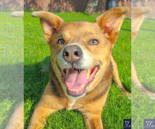 Medium Photo #15 Mutt Puppy For Sale in Lockport, NY, USA