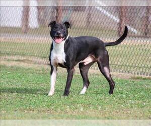 BRODY - Male Labrador Retriever-Unknown Mix Dog for Adoption - Photo #3
