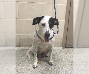 Labrador Retriever Dogs for adoption in Conroe, TX, USA