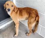 Small #1 Beagle Mix