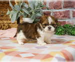 Small #4 Shih Tzu