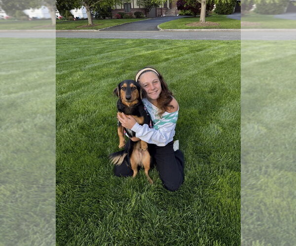 Medium Photo #3 Basschshund Puppy For Sale in Brewster, NY, USA
