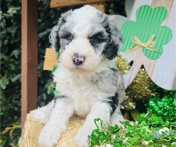 Medium Photo #47 Sheepadoodle Puppy For Sale in HUNTINGTON BEACH, CA, USA