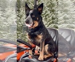 Small Photo #1 Australian Cattle Dog Puppy For Sale in POST FALLS, ID, USA
