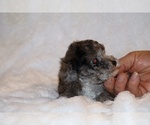 Small #3 Poodle (Toy)