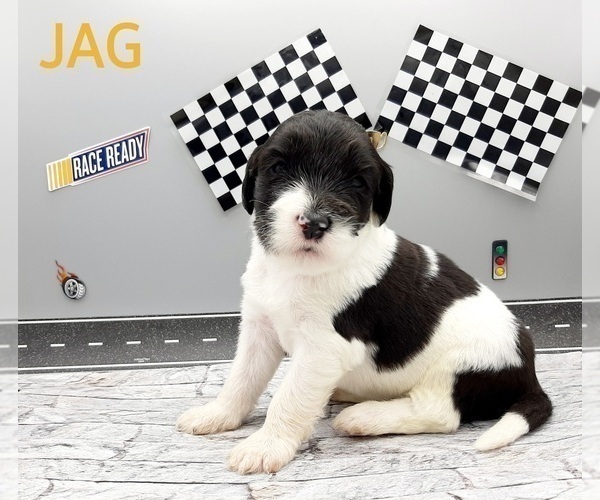 Medium Photo #4 Saint Berdoodle-Sheepadoodle Mix Puppy For Sale in MILLVILLE, MN, USA