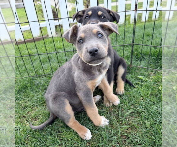 Medium Photo #1 Mutt Puppy For Sale in Dana Point, CA, USA