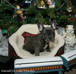 Small Photo #2 French Bulldog Puppy For Sale in EVERETT, WA, USA