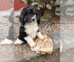 Small Cockapoo (Toy)